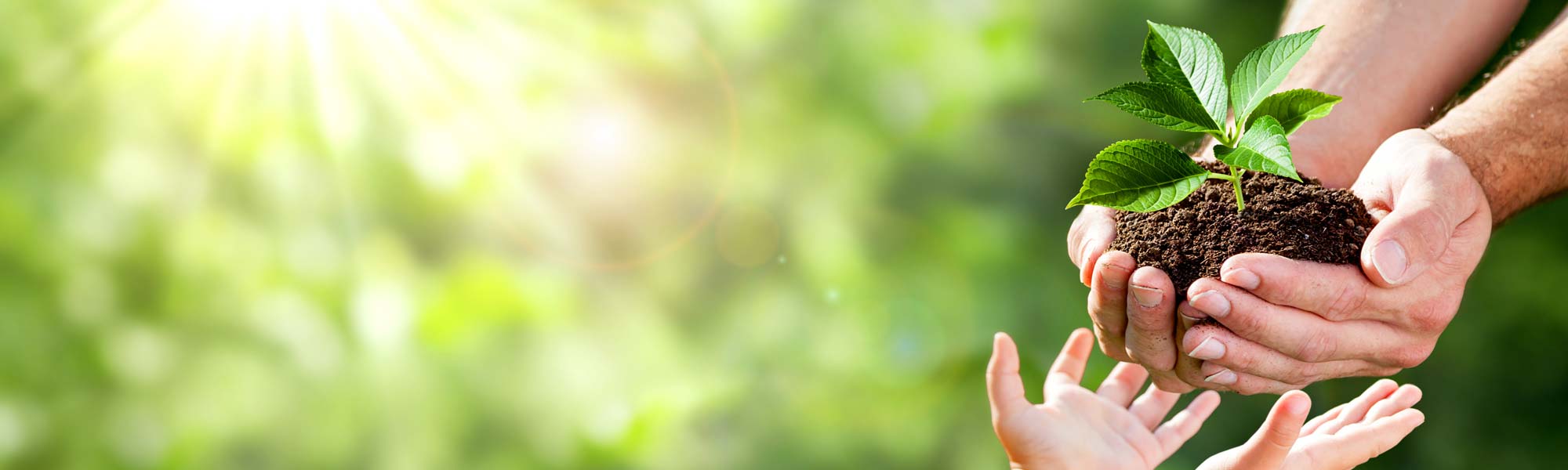 Handing a child a new plant - great for the environment