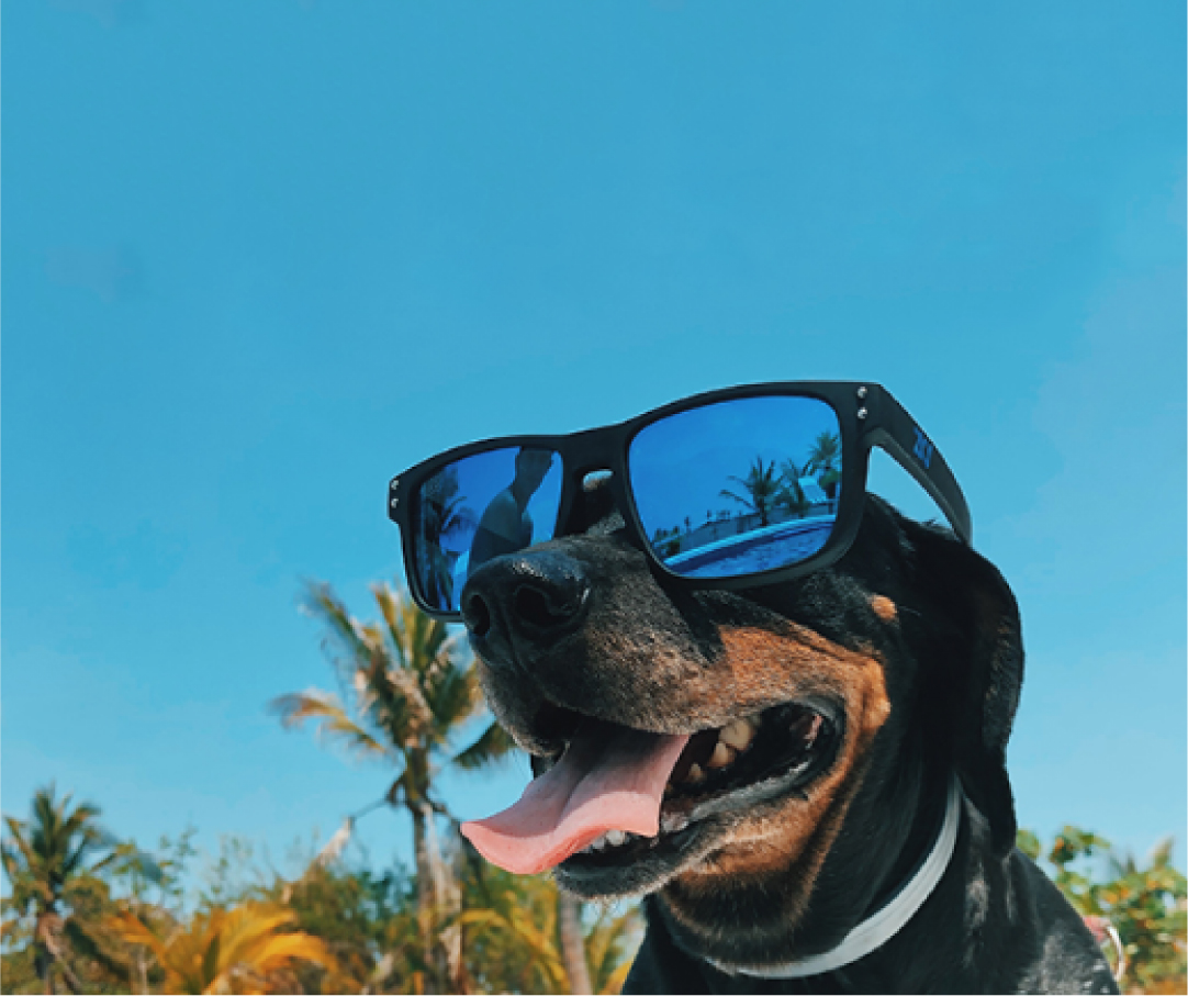 Dog Days of Summer